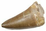 Huge Fossil Mosasaur (Thalassotitan) Tooth - Morocco #353217-1